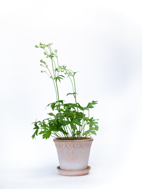 Astrantia Star of Billion in a small terracotta pot.